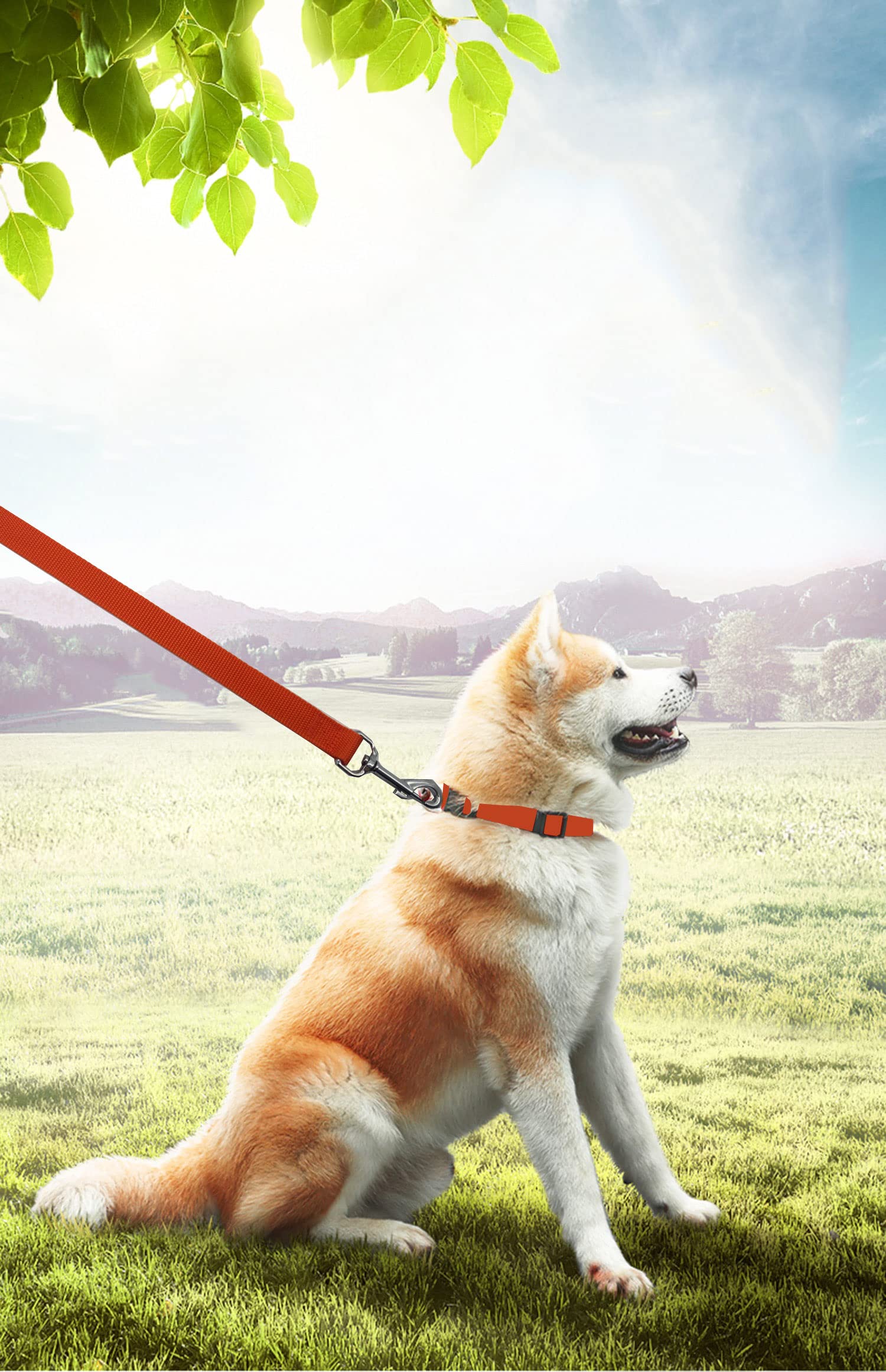 PETGOGO Long Dog Training Leash - 30ft Orange Nylon Lead For Recall, Camping, Backyard