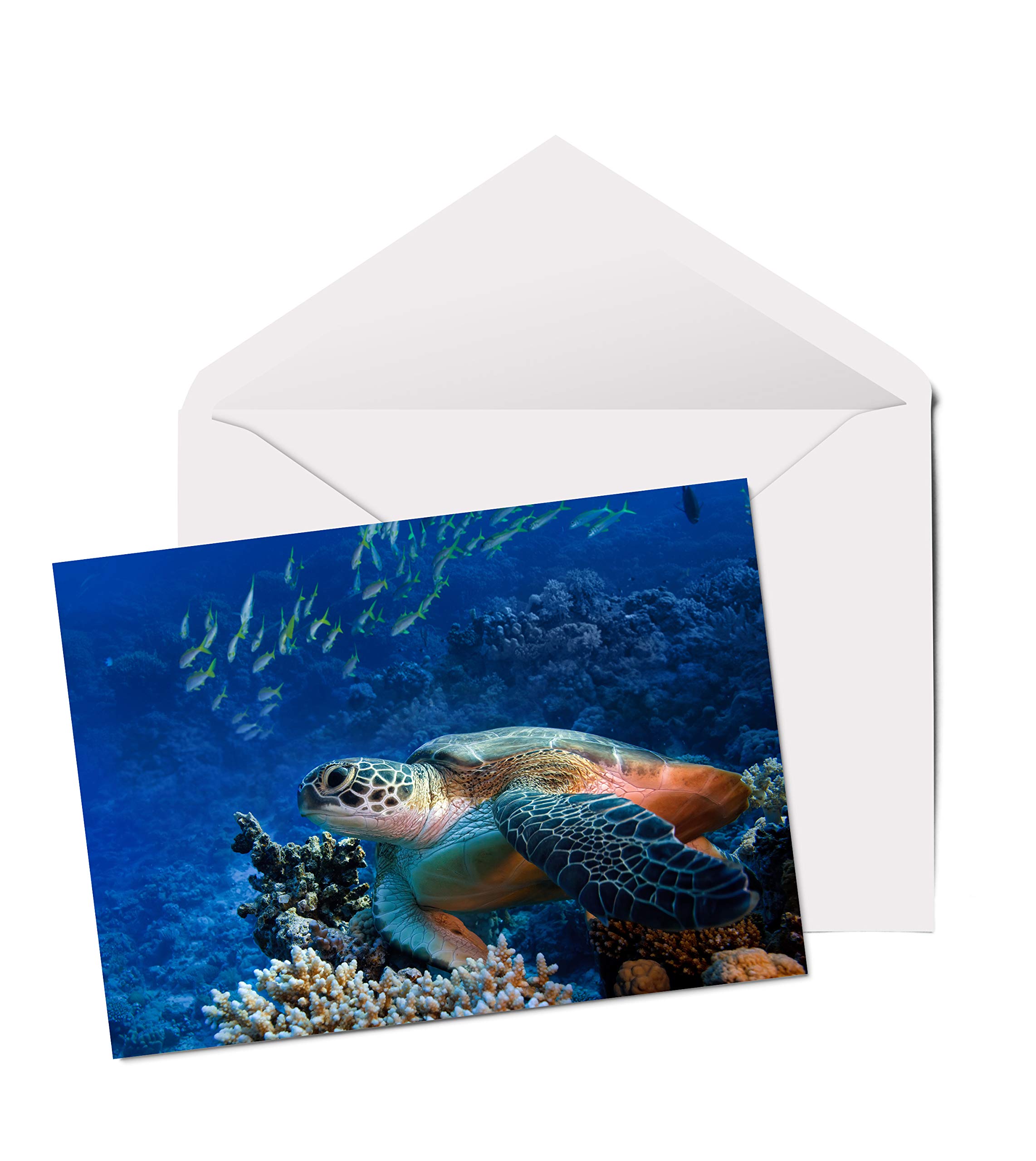 Sea Turtle Carte De Vœux A5 Vierges Pour Anniversaire Plongee Sous Marine Surf Plage 2334 Amazon Fr Fournitures De Bureau