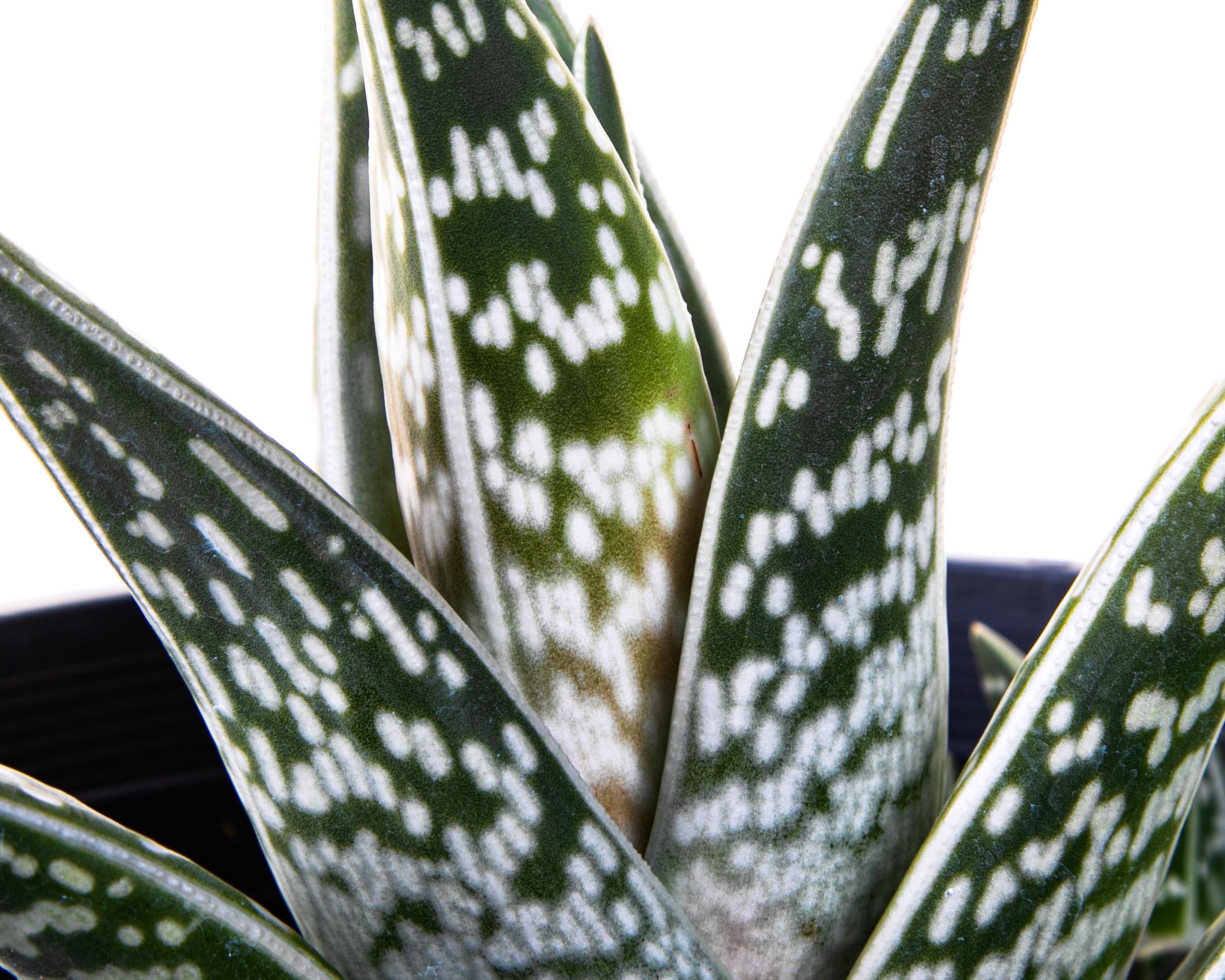 Amazon.com : Cactus Outlet Aloe Vera Plant - Live Indoor & Outdoor Plant - Partridge  Breast Aloe House Plant - Landscape Ready Live Plant Delivered Right to  Your Door - Aloe Vera