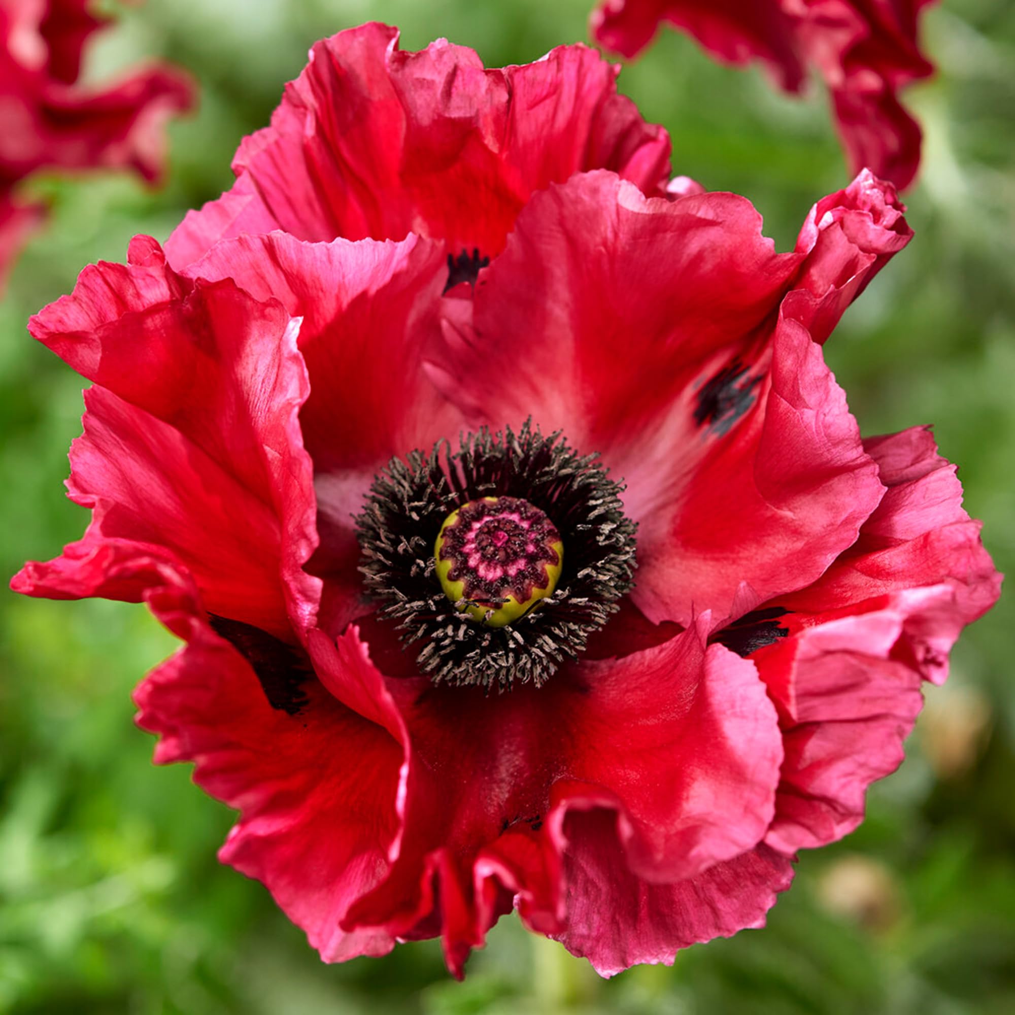 Papaver Red Rumble - Outdoor Plants Garden Ready - Deciduous Red Flowering Perennial Plant for Pots, Containers, Borders and Flower Beds (9cm Pot, 15-25cm)