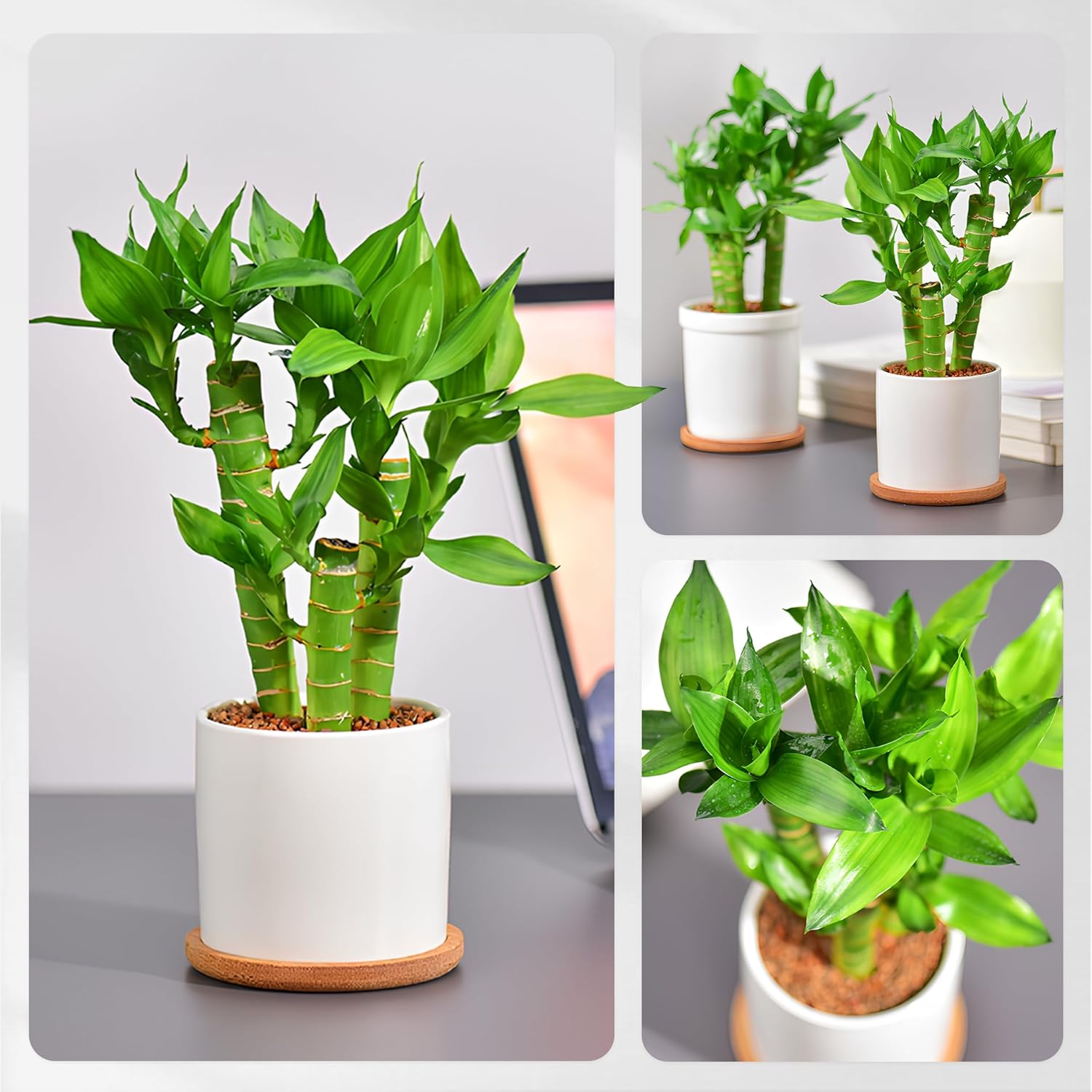 3 Stalks Lucky Bamboo Plants Indoor Live - Multi-Height Set (2x6“ & 1x8”) for Good Luck & Prosperity - Easy Care Houseplant, Home Office Decor Gift Ready
