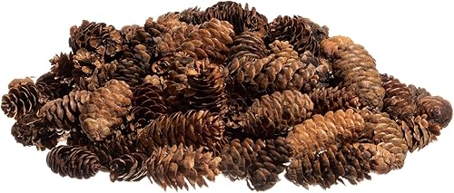 Conos de pino | 400 conos de pino pequeños de 3/4 a 1 1/4 pulgadas | Mini conos de pino de abeto negro de 24 onzas | Relleno de cono de pino