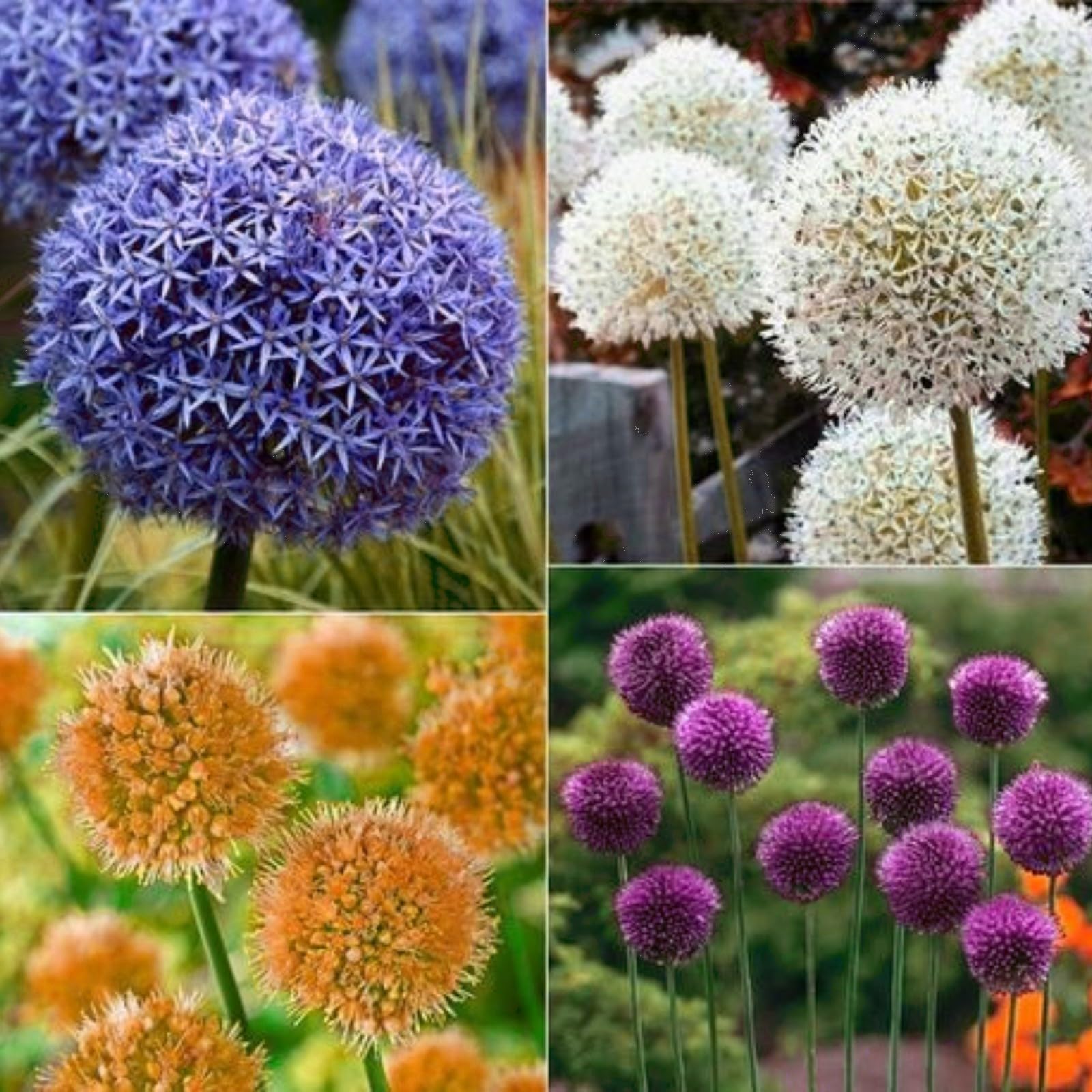 Stunning Allium Bulbs Mix for Planting Now UK/Greening Flower/Good for Containers/Natural Organic/Strong Plants That Grow Well/Cut Flowers/Wedding Flowers.-10bulbs-G