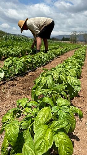 Miniatura 10 de Semillas de albahaca genovesa  Paquete de 200 unidades, orgánicas certificadas, sin OMG, polinización abierta, semillas de hierbas sin tratar para