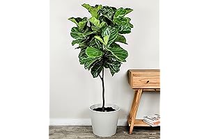 Fiddle Leaf Fig - Extra Large, Real Tree