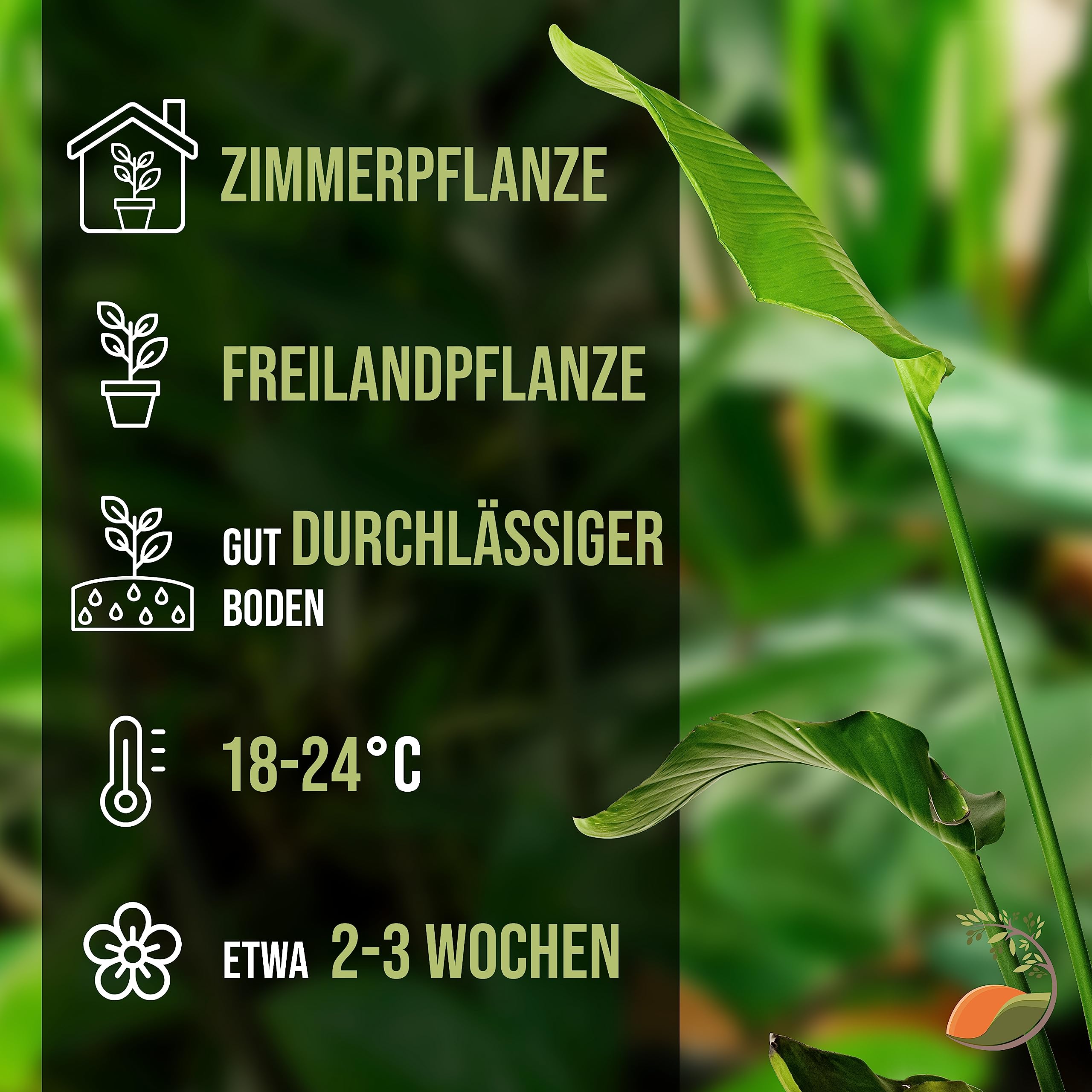 TROPICTREES Strelitzia Augusta | Zimmerpflanze pflegeleicht | Exotische Eleganz mit bemerkenswerten Blüten und pflegeleichter Pracht | Strelizienpflanze echt | 140-160cm