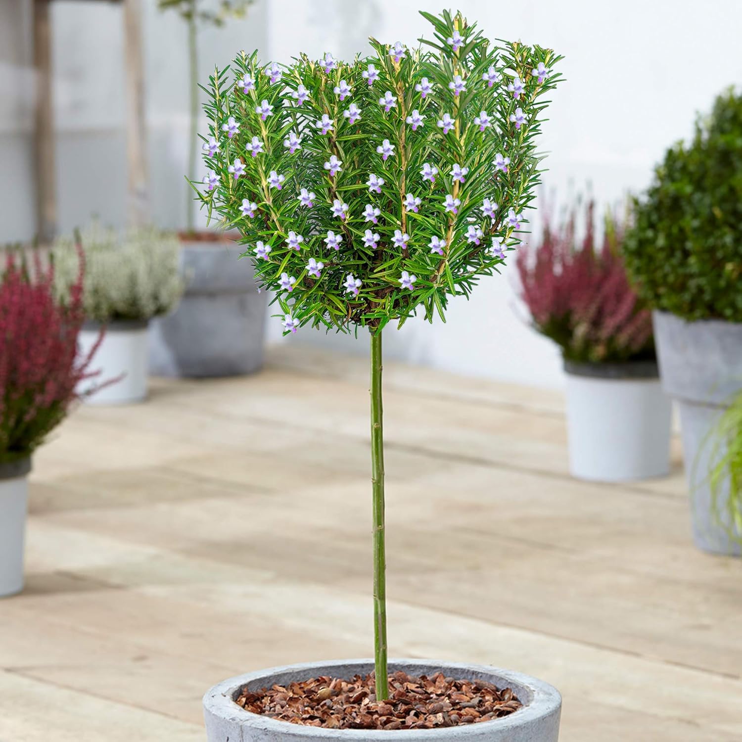 Rosmarinus Officinalis Tree | Rosmary Potted Ornamental Trees for Small ...