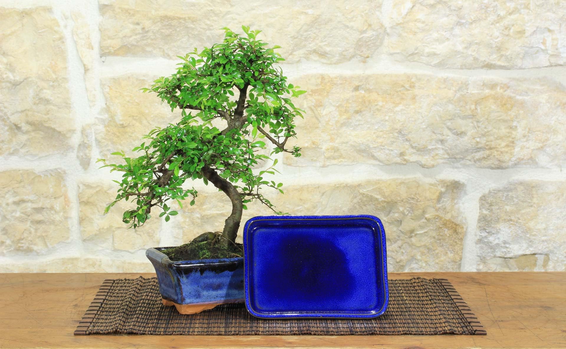 Bonsaï Zelkova Parvifolia de 6 ans - Pot de 15 cm avec soucoupe assortie