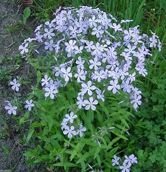 Amazon.com : Mountain Phlox Seed-(linanthus Grandiflorus) 2000