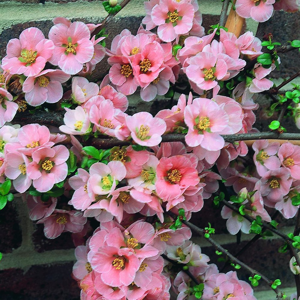 1 X CHAENOMELES 'Madame Butterfly' Japanese Quince DECIDUOUS Shrub Plant in Pot