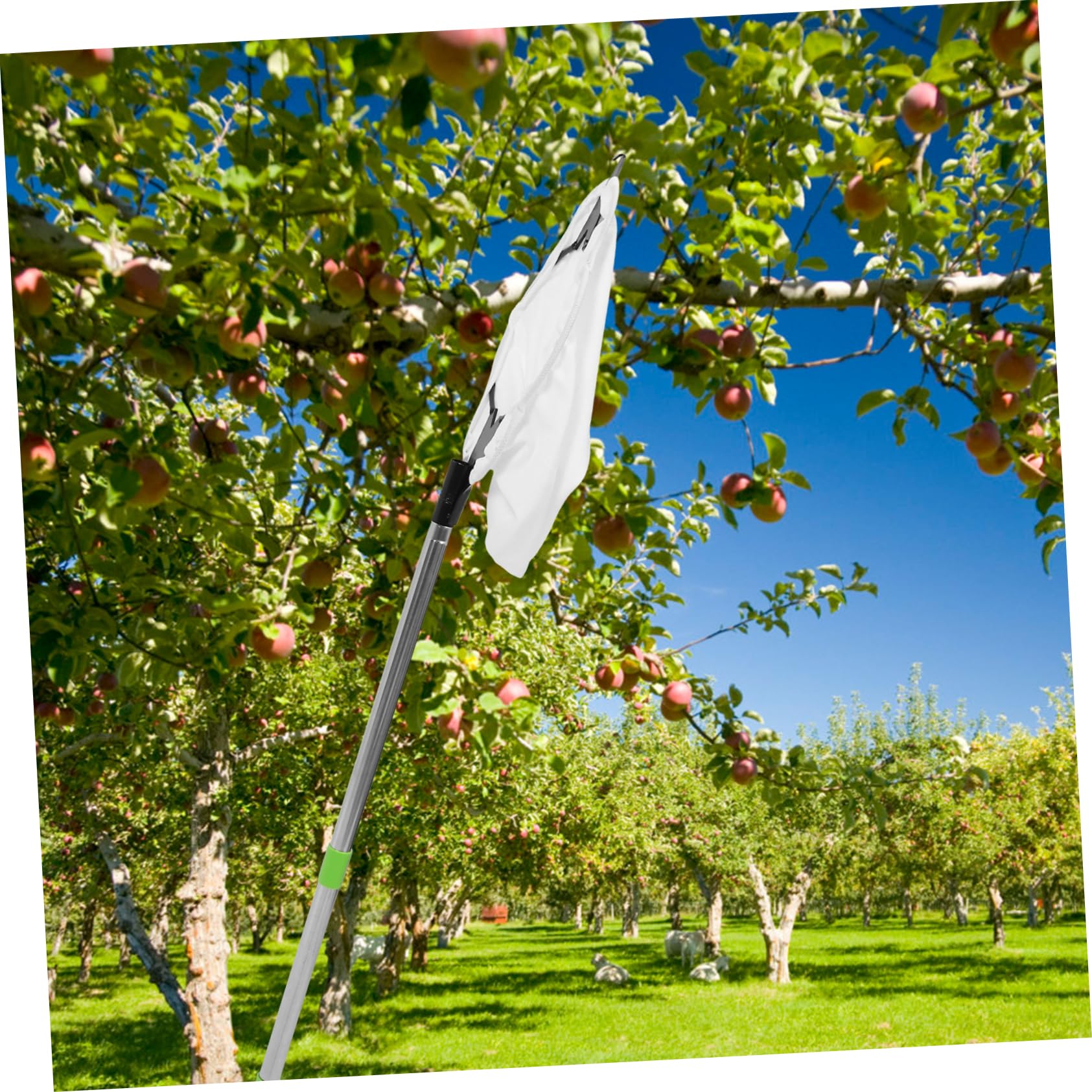 1juego De Jardín Varilla Ajustable para Recolección De Frutas Recolector De Frutas Cesta Acolchada y Cabeza De para Manzanas y Duraznos Árboles