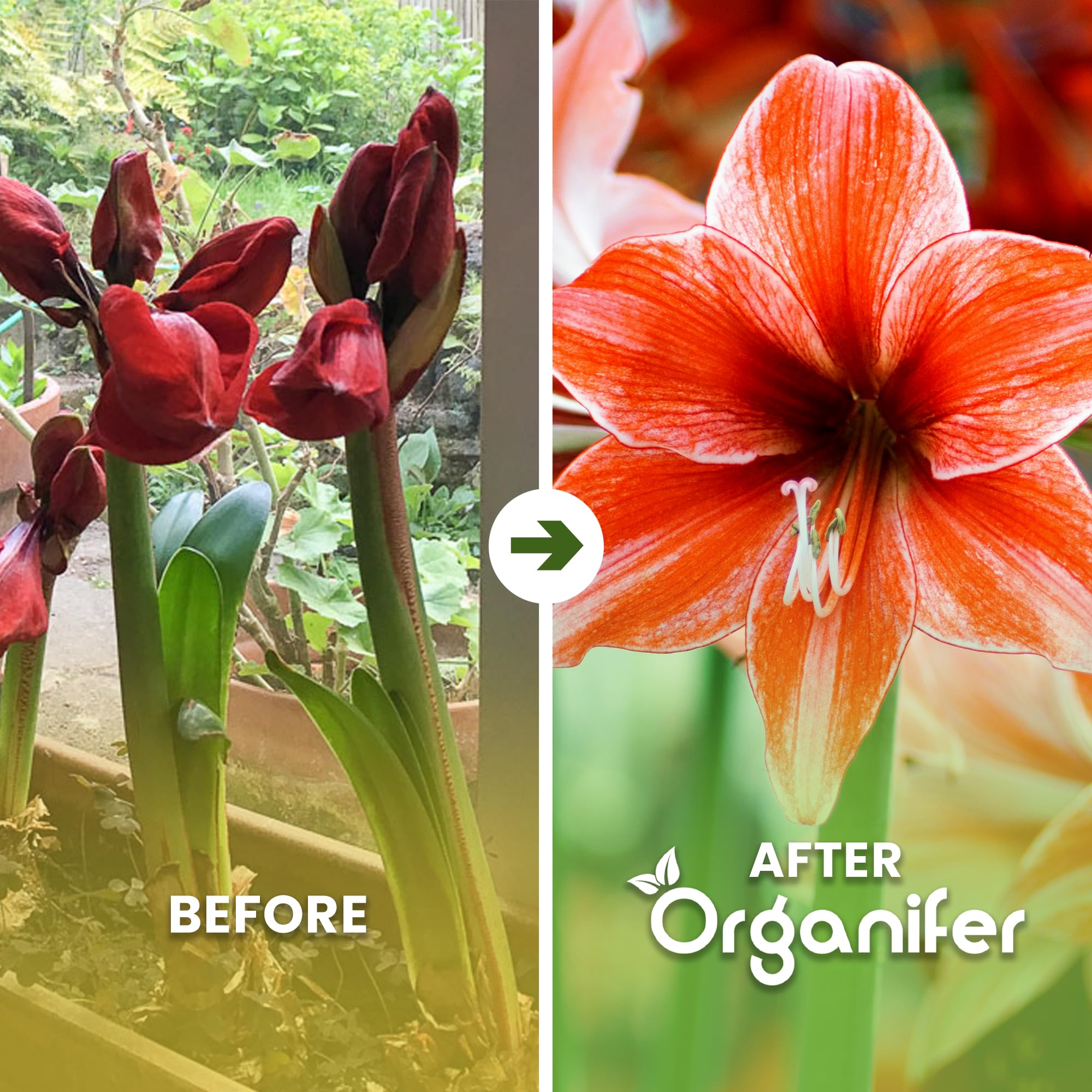 Amaryllis Płynny Nawóz - 10L - NPK 3-4-3 | Nawóz Płynny Dla Dużych Kwiatów I Mocnych Cebul - Wspomaga Rozwój Korzeni I Witalność - Organifer