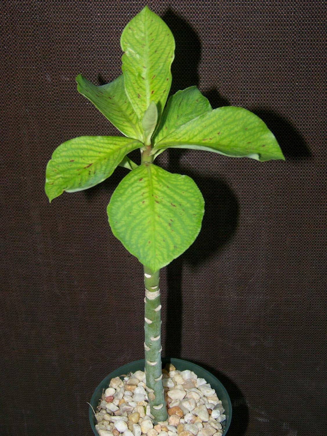 Synadenium grantii, African milkbush Exotic Cacti Rare Succulent Plant 4" Pot
