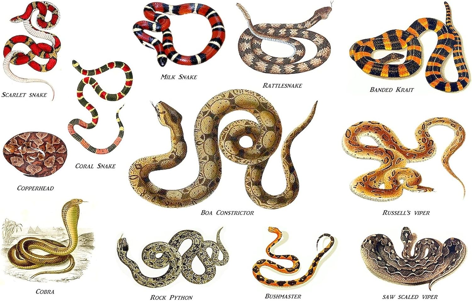 CafePress Snakes 30"x60" Absorbent Cotton Back, Soft Beach, Pool Towel