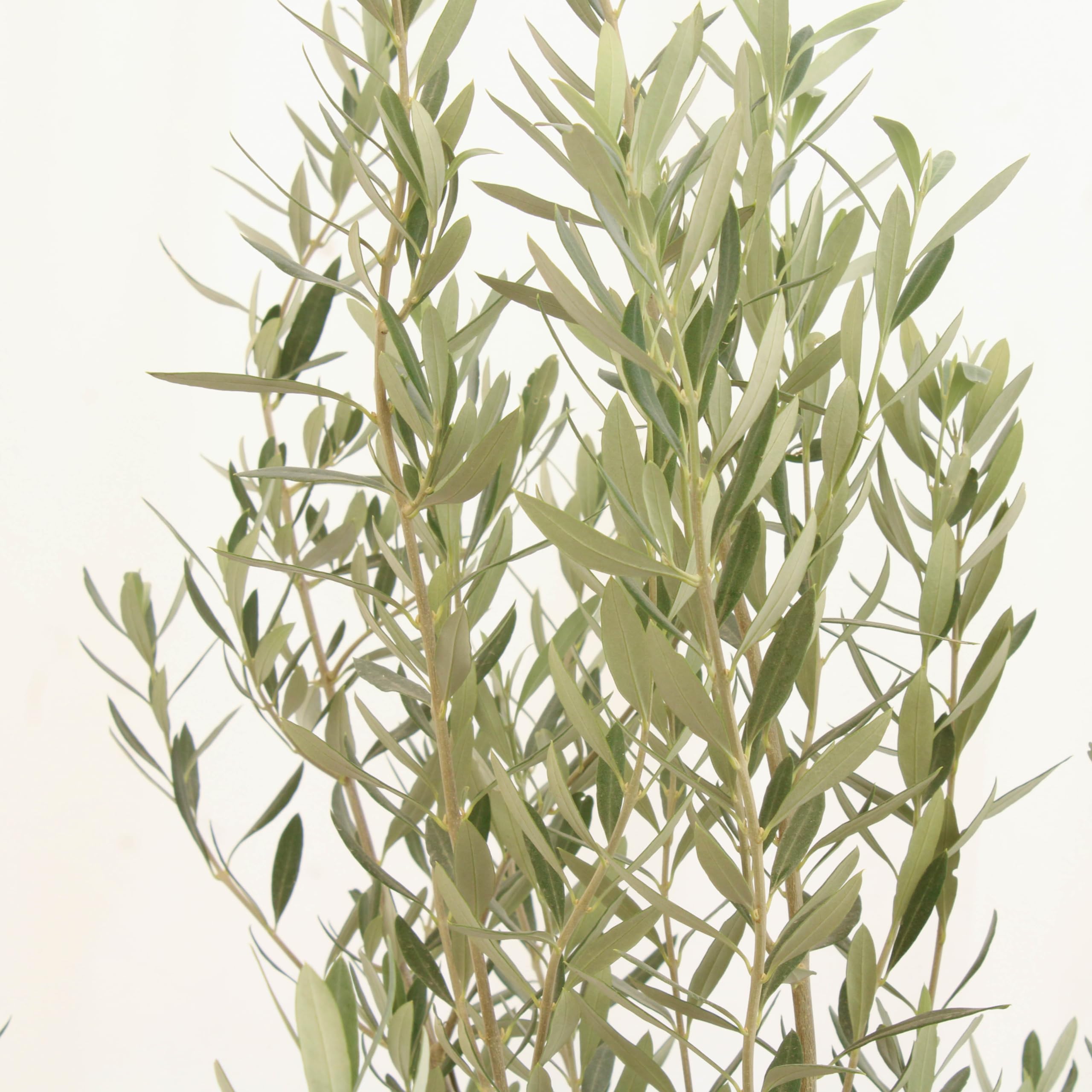 KENTIS - Olea Europea Cipressino - Olivier - Vraies plantes fruitières d'extérieur - Olivier de jardin persistant - H 80-100 cm Pot Ø 24 cm