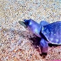 Vista 8 de Aquatic Foods Inc. BITS & Pieces de espirulina, algas y verduras para peces de fondo, camarones, caracoles, cangrejos, cangrejos de río, todos