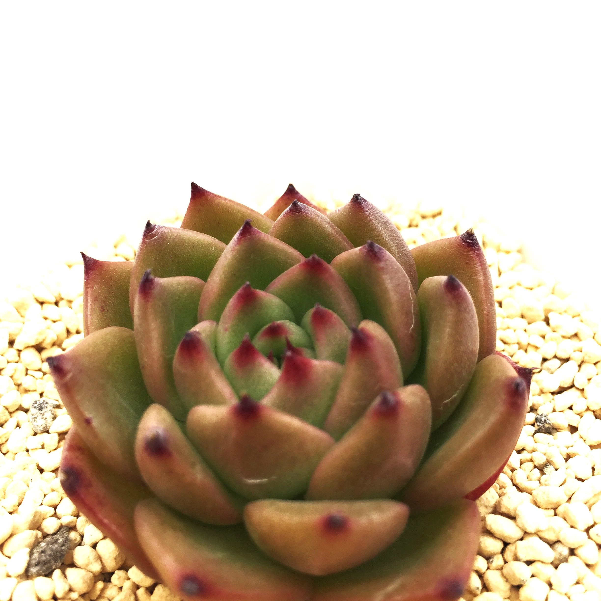 多肉植物アンストーン