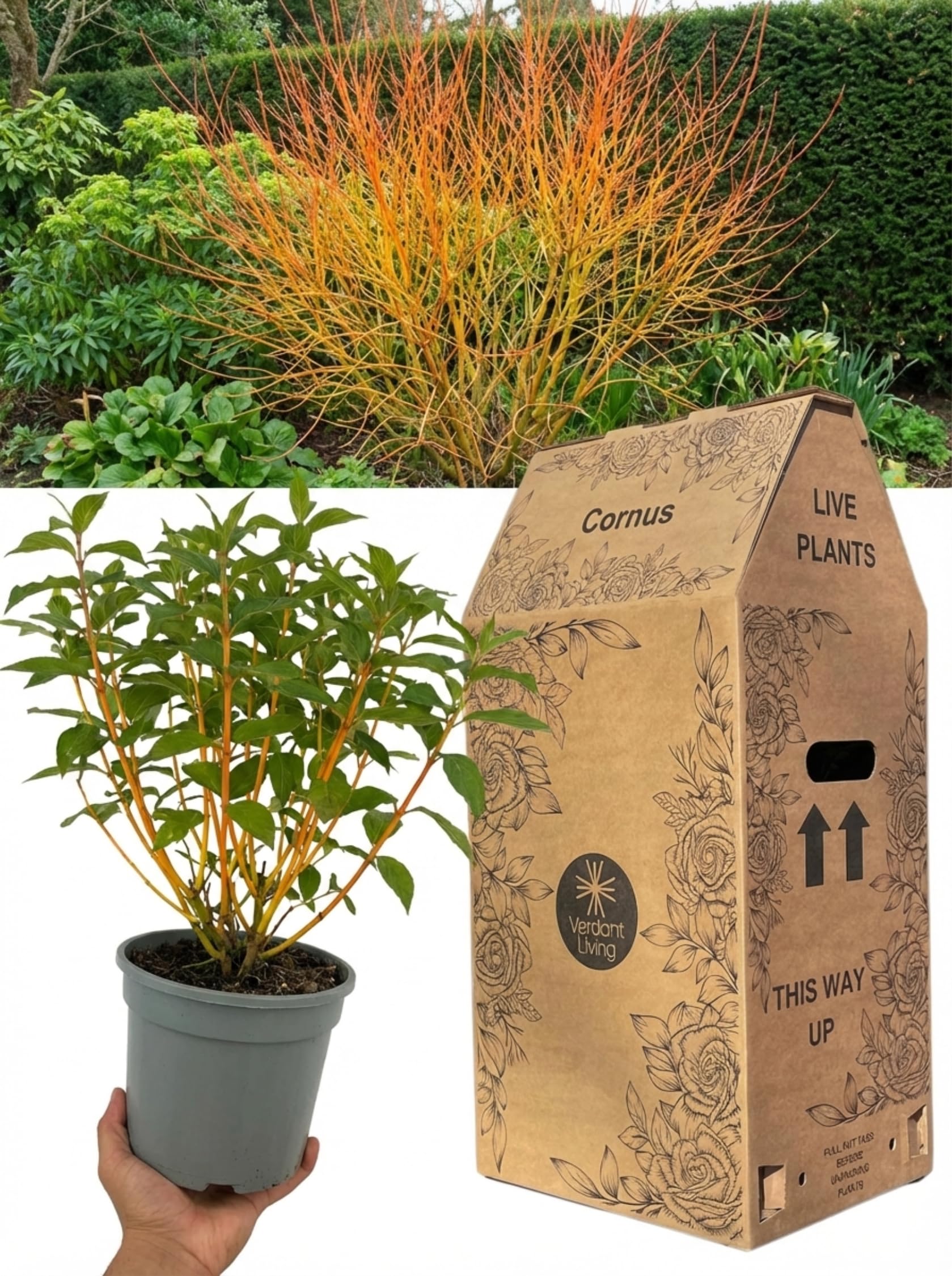 Cornus Anny's Winter Orange Dogwood Plant in 3Ltr Pot – Hardy Perennial Shrub with Stunning Orange Winter Stems for Garden Borders, Beds & Patio – Low Maintenance, Wildlife Friendly, UK Grown