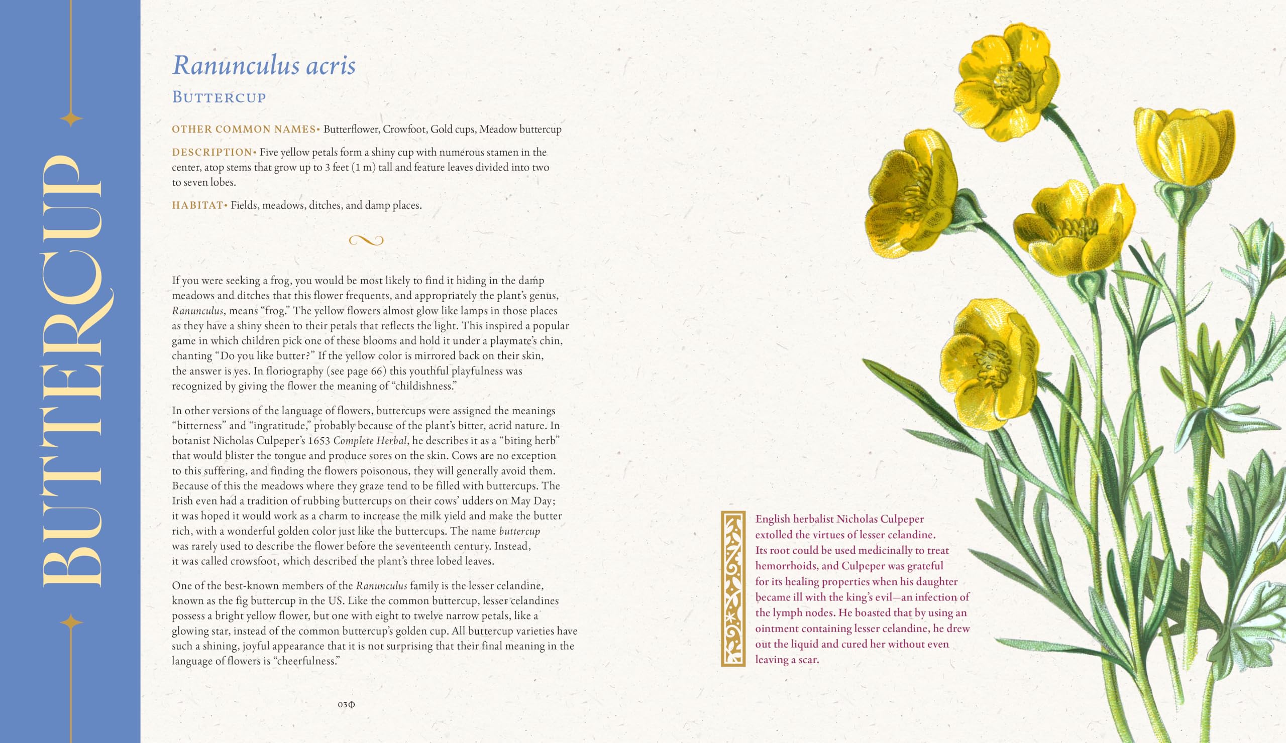 The Folklore of Wildflowers: Stories and History in Bloom