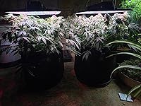 Review Image by Roseacreates