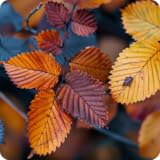 Fire TVの秋の秋の葉