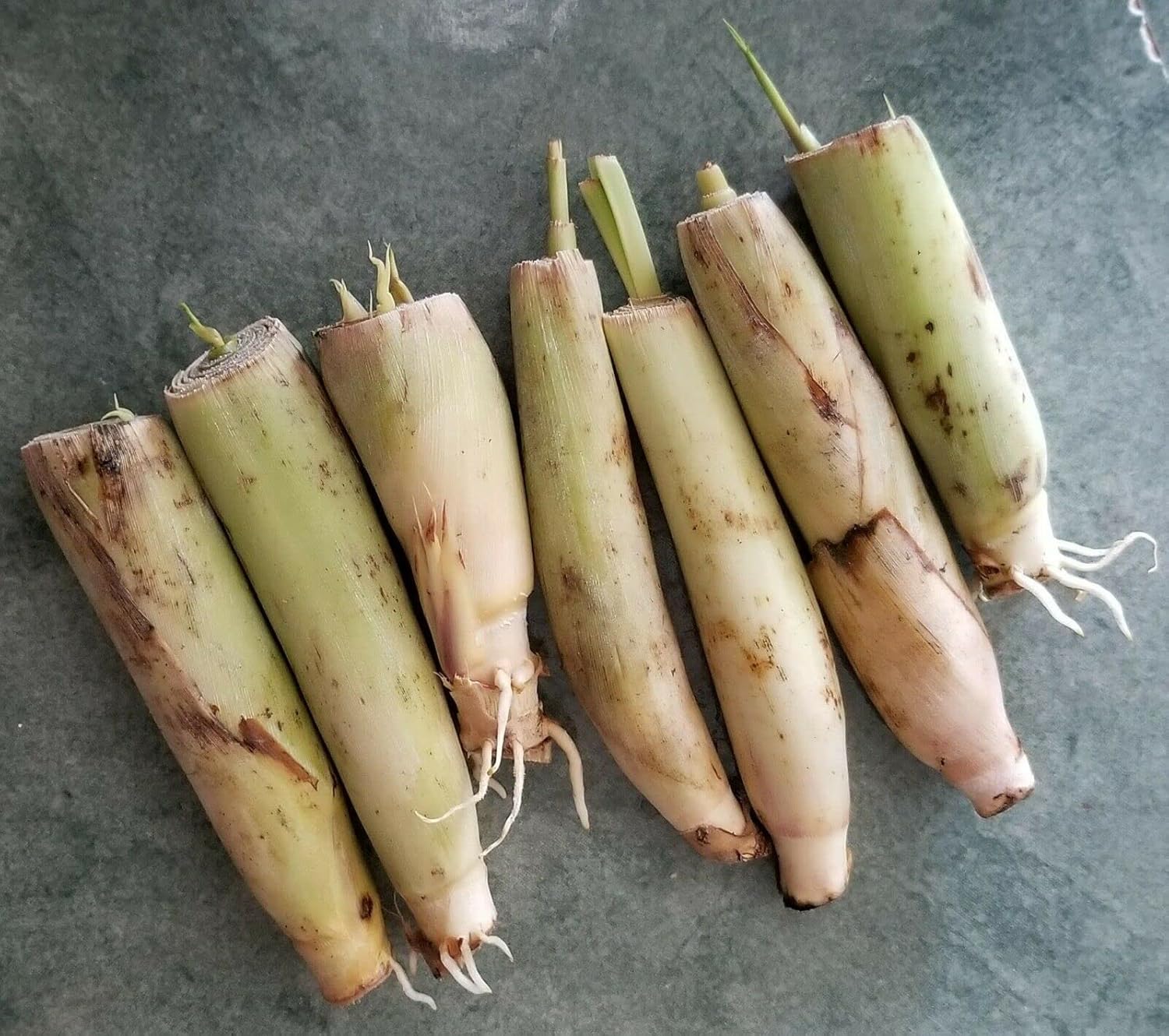 10 Lemongrass Pot not Included 4" Inch Plant Pot not Included