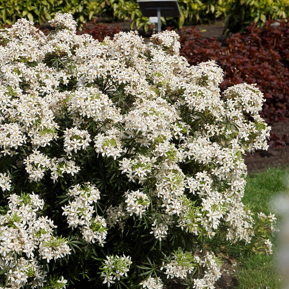 Yougarden White Choisya Dewitteana ' Dazzler' 15Cm Pot
