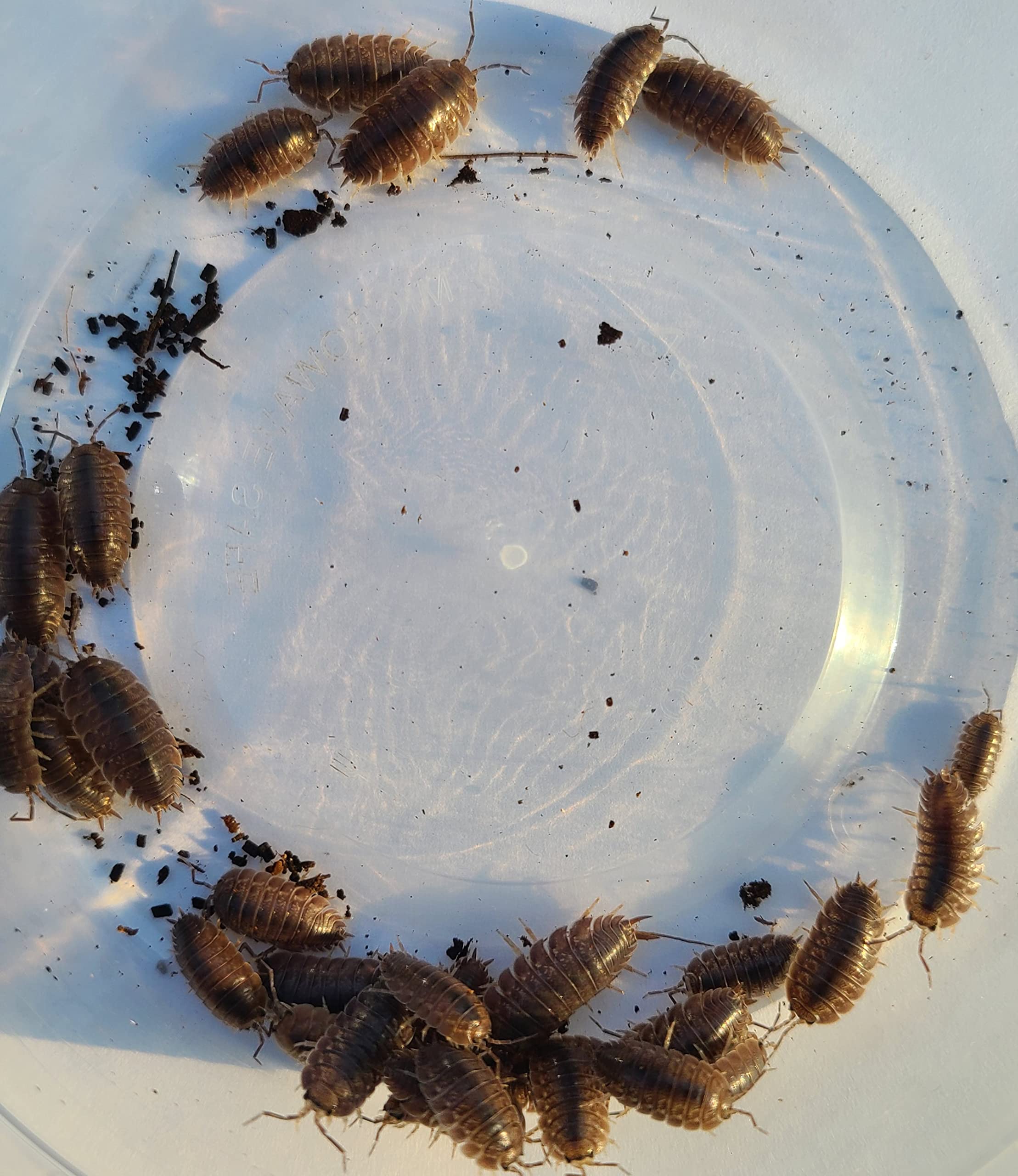 32 - Organically Raised Live Sowbug Isopods - (Bioactive Cleanup Crew - Live Premium Feeders) - Porcellio scaber - Specialty Isopods