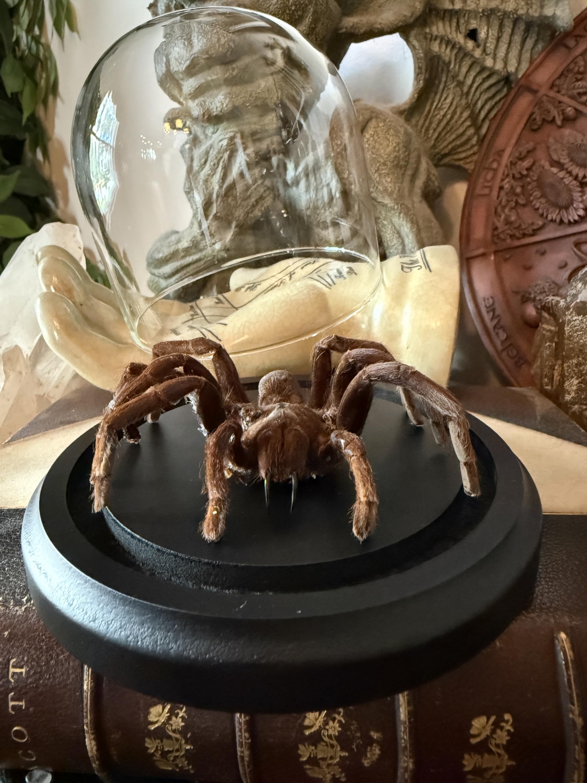 Preserved Tarantula 