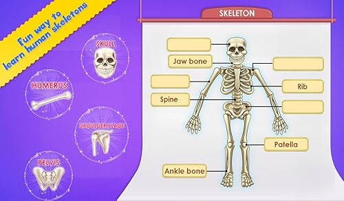 Human Body Parts - Preschool Kids Learning