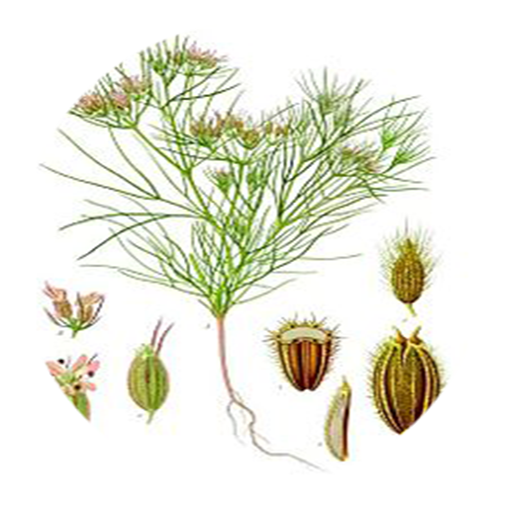 Benefits of Cumin SeedsAmazon.esAppstore for Android