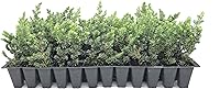 Vista 2 de Juniper Blue Pacific - 30 plantas vivas - Cubierta de suelo de hoja perenne resistente al frío tolerante a la sequía