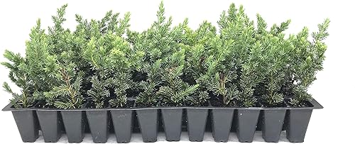Miniatura 2 de Juniper Blue Pacific - 30 plantas vivas - Cubierta de suelo de hoja perenne resistente al frío tolerante a la sequía
