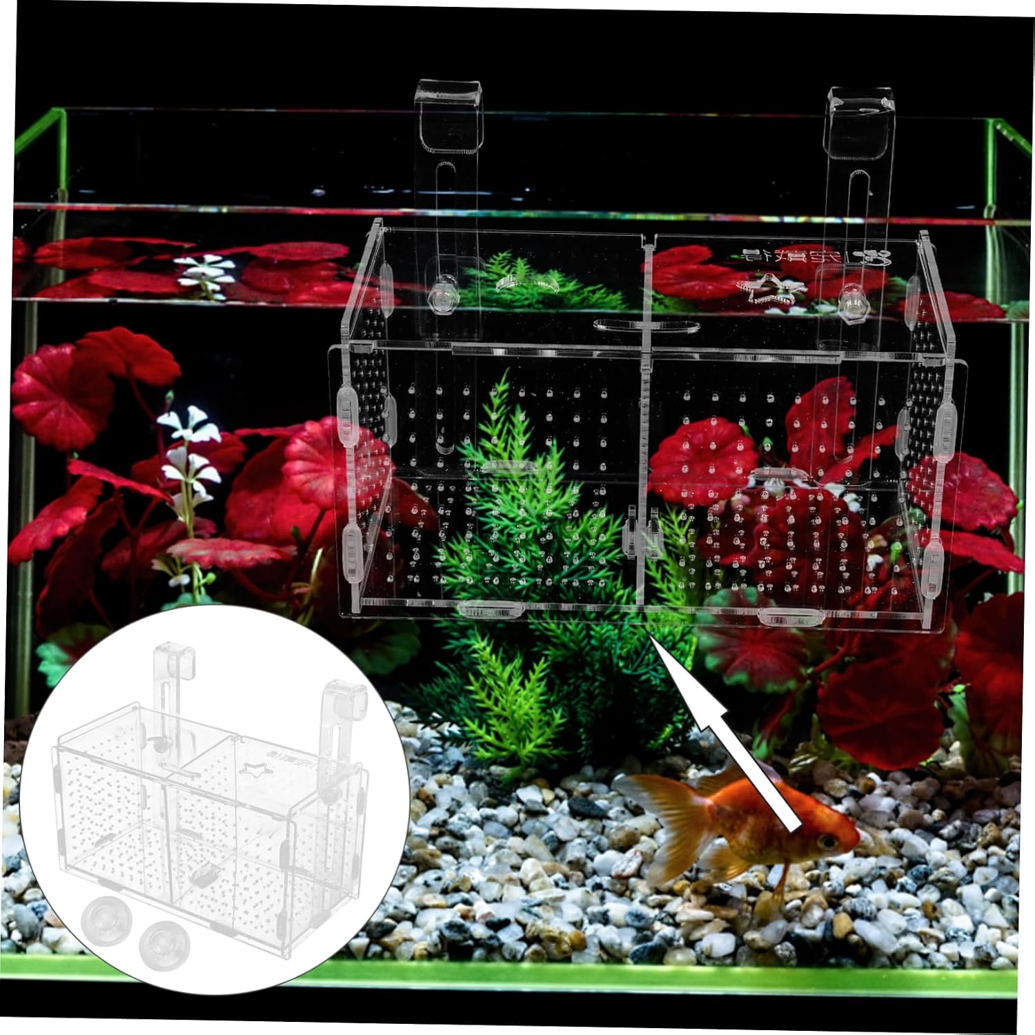 Milisten 1set Acrylic Fish Breeding Box with Cups Dual Compartment Isolation Tank for Betta Fish Easy Installation Aquarium Hatching Incubator and