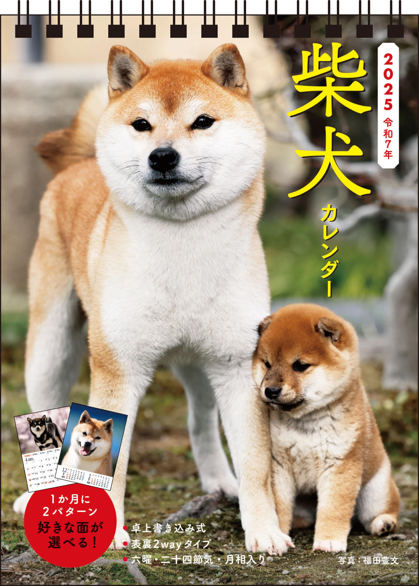 S3】 2025 柴犬カレンダー 卓上書き込み式［B6タテ] (永岡書店の