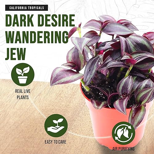 Miniatura 3 de California Tropicals Dark Desire Tradescantia - Plantas de interior únicas de esquina para una fácil purificación del aire en interiores, jardines y