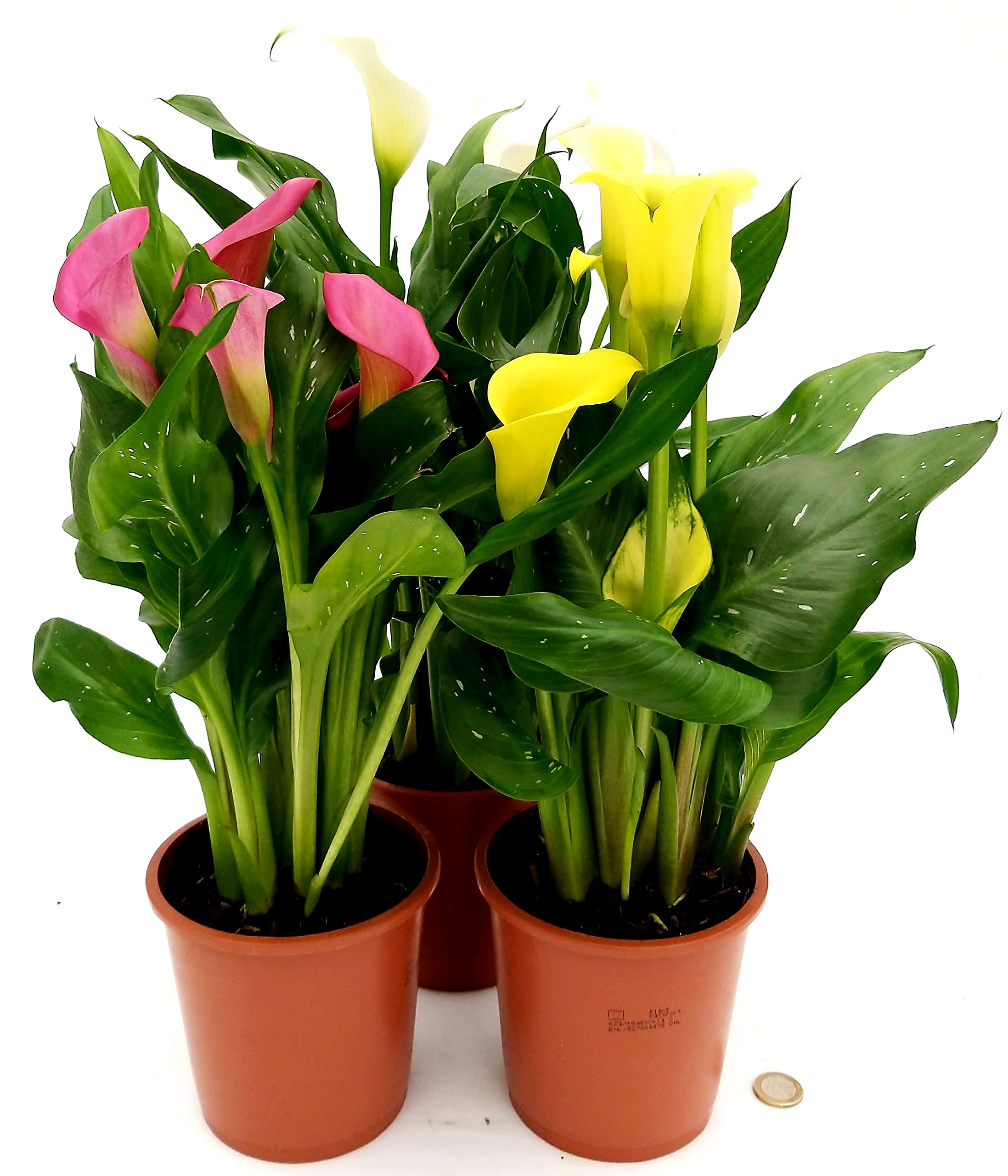 POWERS TO FLOWERS - CALLA DA GIARDINO TRIS, GIALLA, ROSA e BIANCA, VASO 14CM, CONSEGNATE AD INIZIO FIORITURA, Piante vere