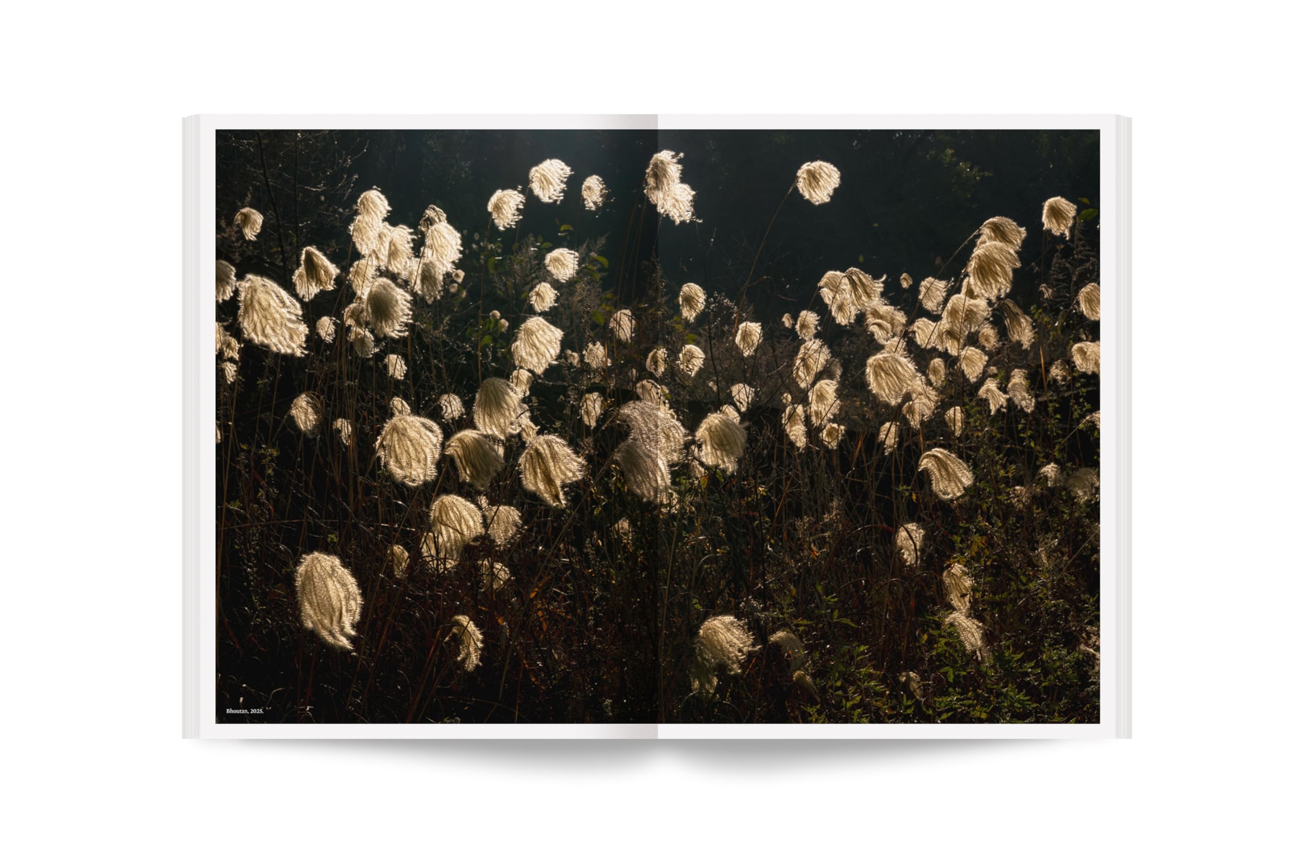 Album - 100 photos pour la liberté de la presse - N° 82 Vincent Munier (82): Forêts