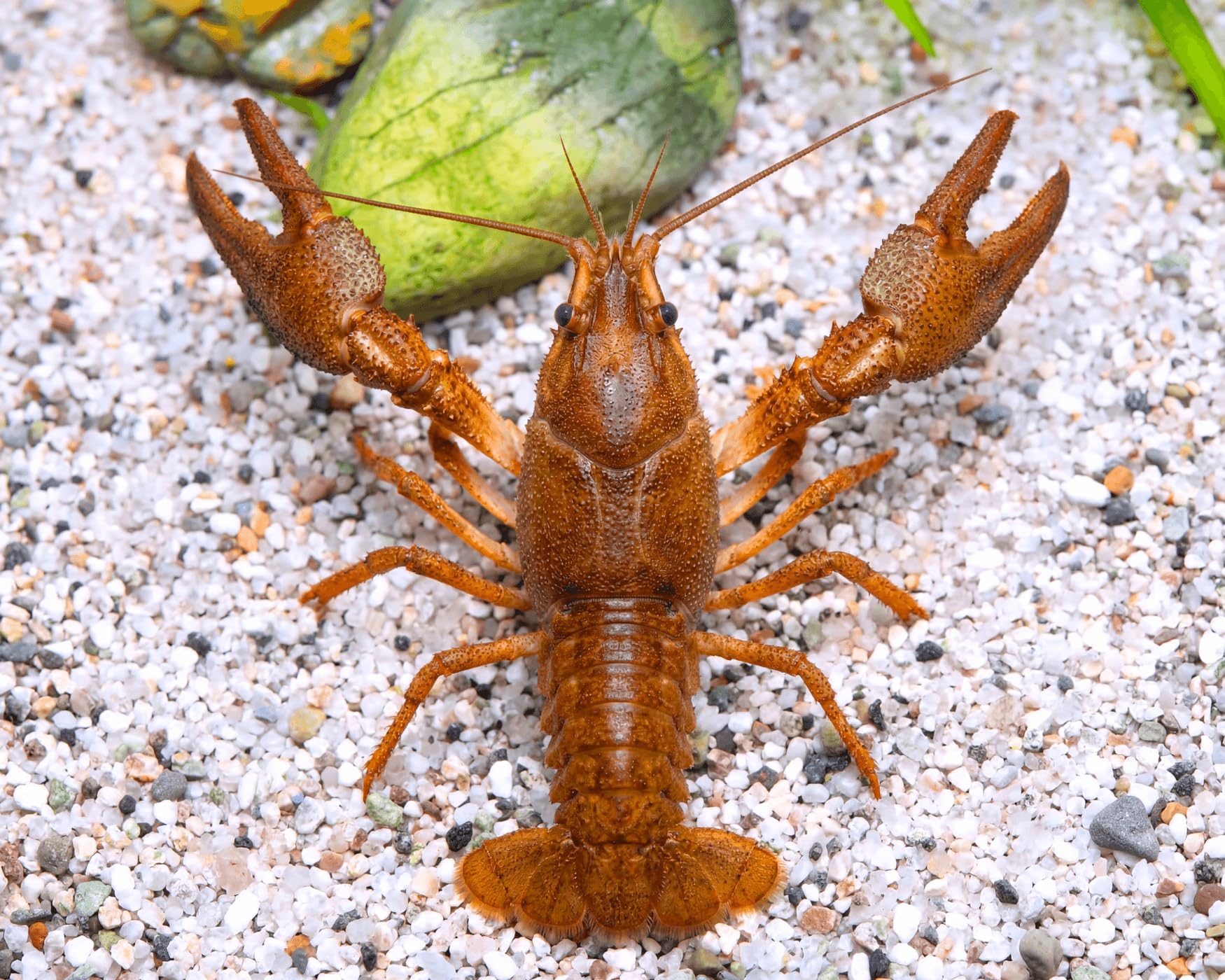 Teich Edelkrebs - Astacus Astacus I Die Gesundheitspolizei im Gartenteich I frisst abgestorbene Pflanzen und Tote Tiere I 1 Pärchen