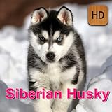 Siberian Husky Siberian Husky