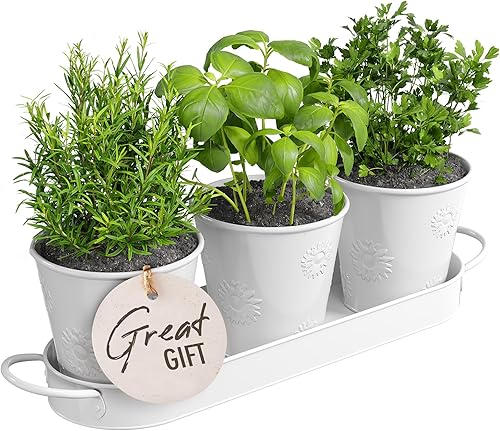 Barnyard Designs Juego de macetas de jardín de hierbas para interiores con bandeja para exteriores, caja de jardinera de ventana de apartamento,