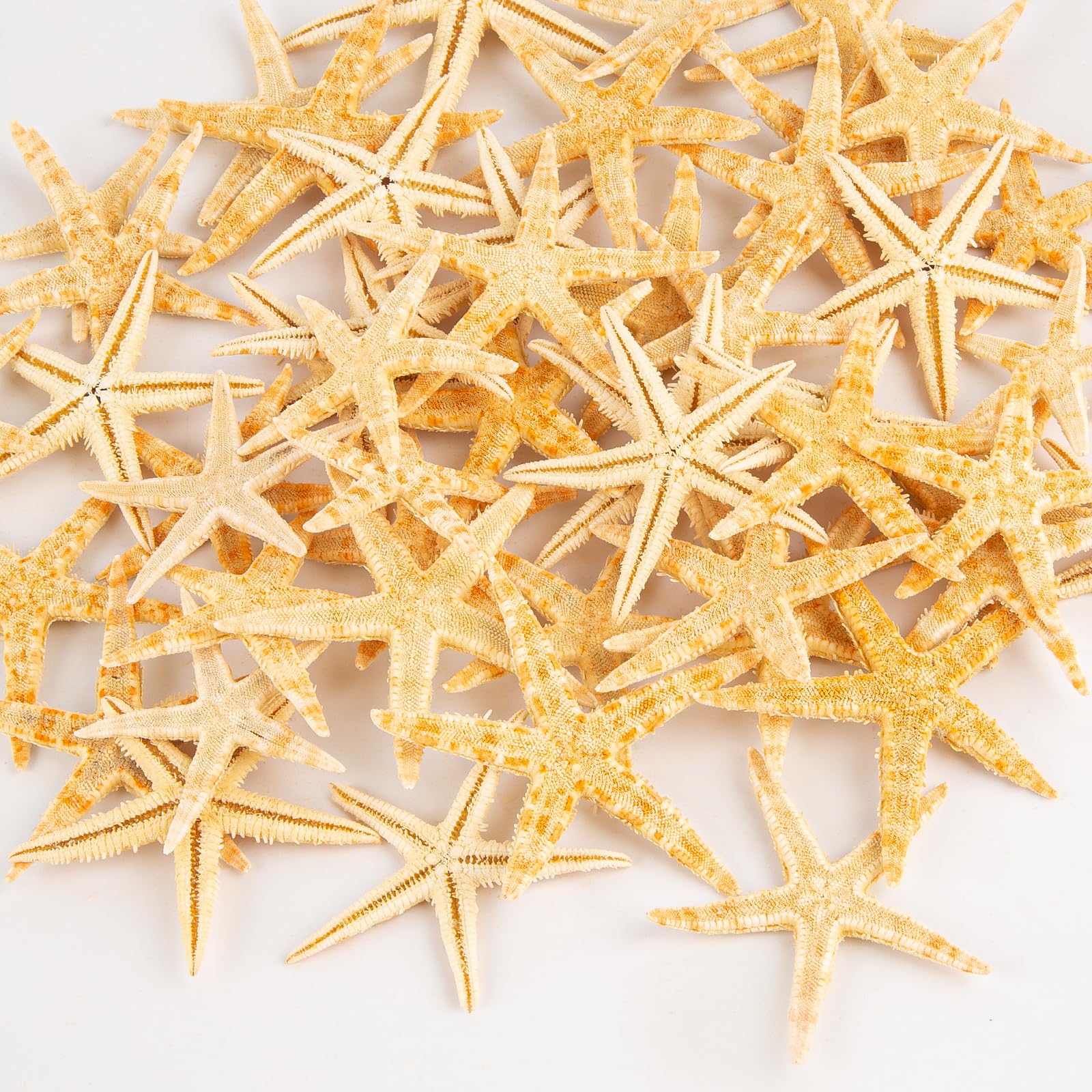 50 PCS Starfish