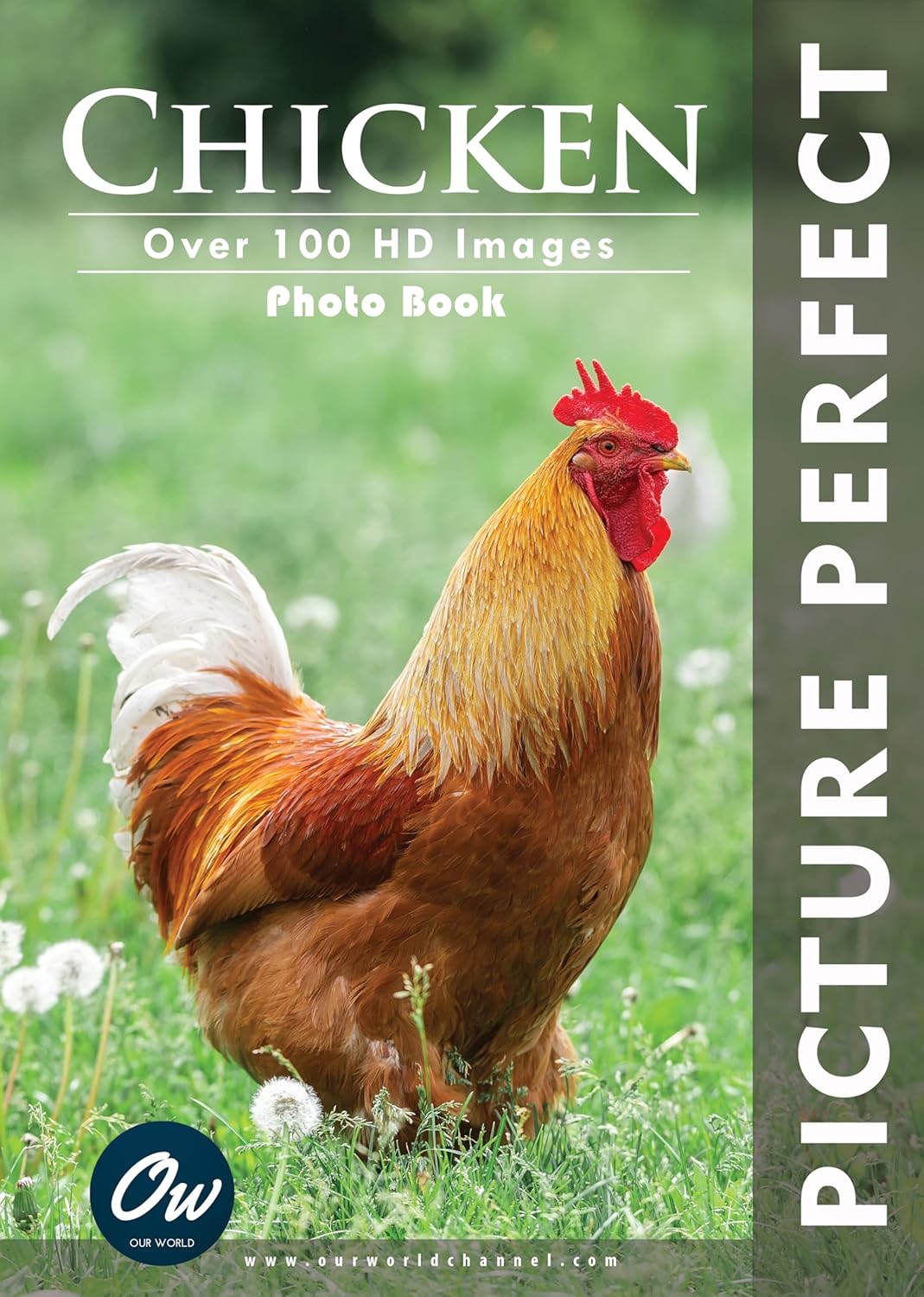 Chicken Picture Perfect Photo Book eBook World, Our, Arelt, A Kindle Store
