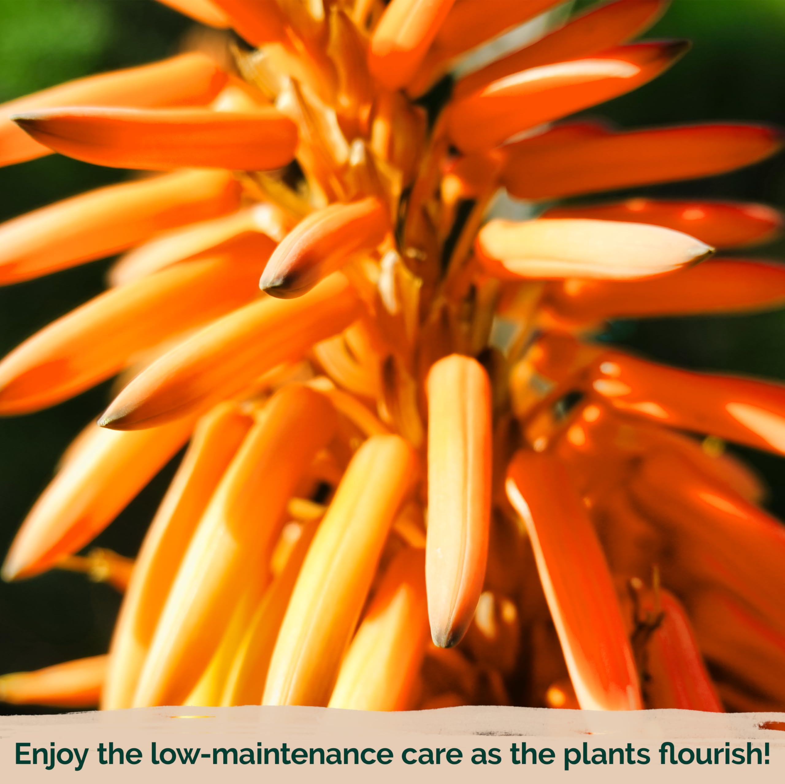 Amazon.com : KVITER 25 Orange Purple Hot Poker Plant Seeds