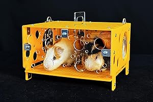 GuineaLoft Guinea Pig Cheese House: The Ultimate Guinea Pig Hideout