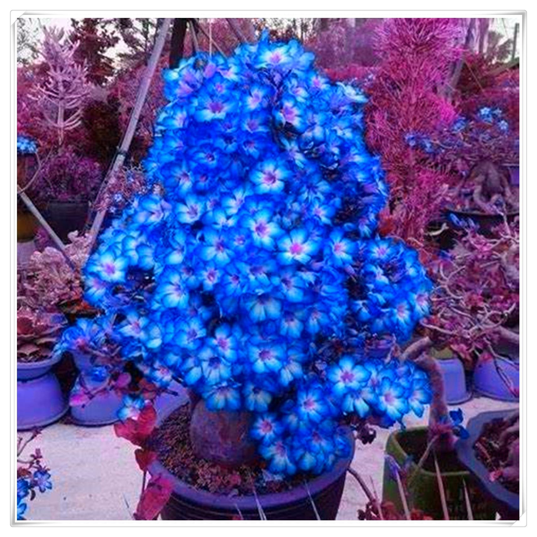 Flowering Rhizome,Excellent Display, Strong Desert Rose Roots,Desert Rose Bulbs,Easy to Plant, Wedding Flowers-1 Bulb-I