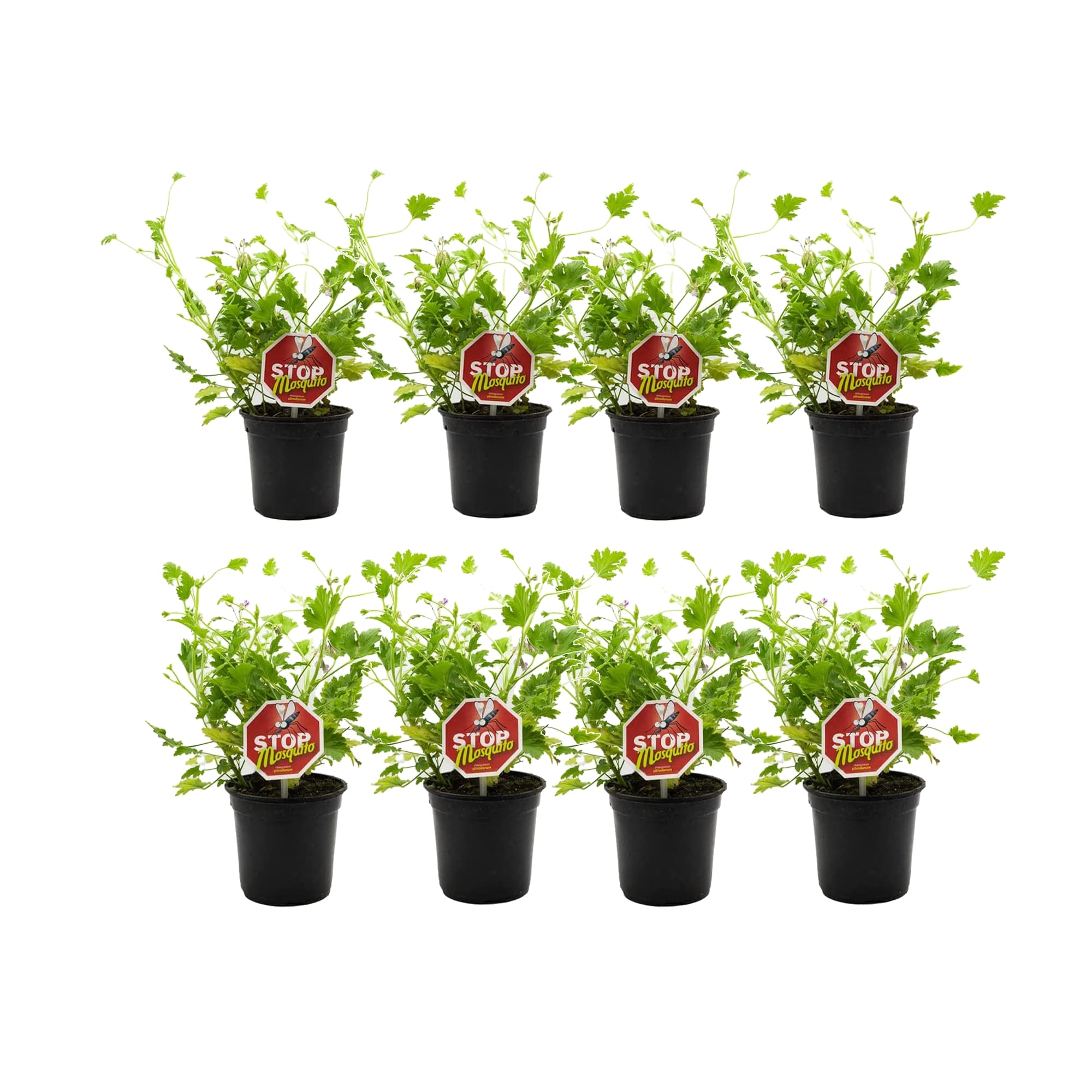 Geranio Antimosquitos Aroma Limón - Pack 8 Plantas - Plantas Repelentes de Insectos con Citronela