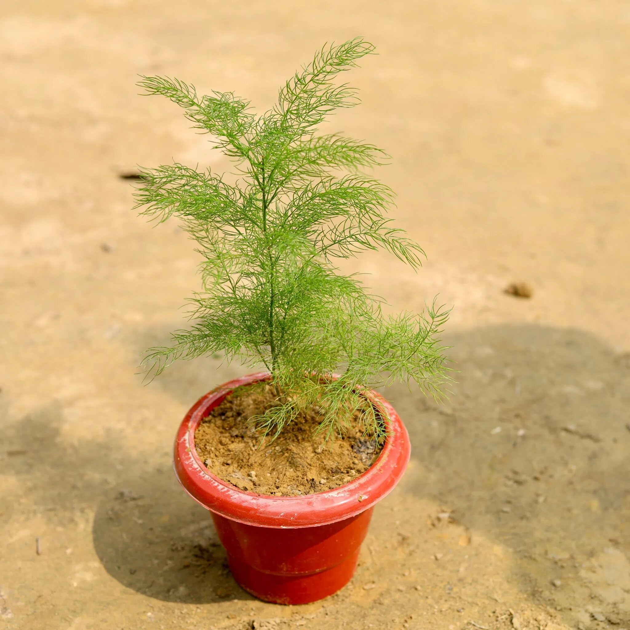 Rare Shatavari Live Plant, Shatavar-(Asparagus Racemosus) Herbal Live Plant,  Medicinal Plants (Shatavari Plant) : Amazon.in: Garden & Outdoors