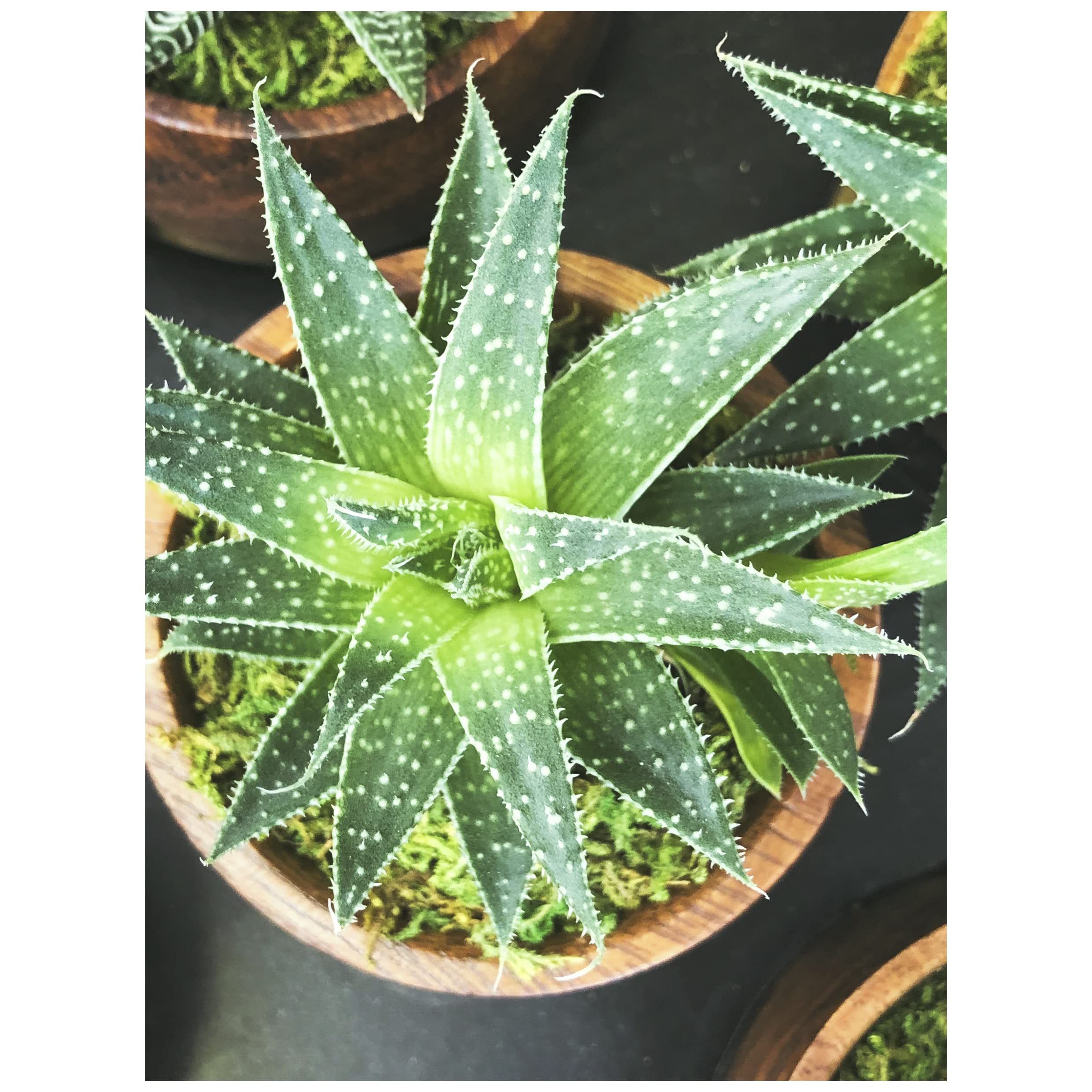 Echte Aloe Vera 25-35 cm Bio Pflanzen Set - Zimmerpflanzen Aloe Vera Gel in  Blttern aloe vera blatt saft selbst zchten Immergrn Natrliche  Sukkulente Heilpflanze sukkulenten (1 Pflanze) : Amazon.de: Garten
