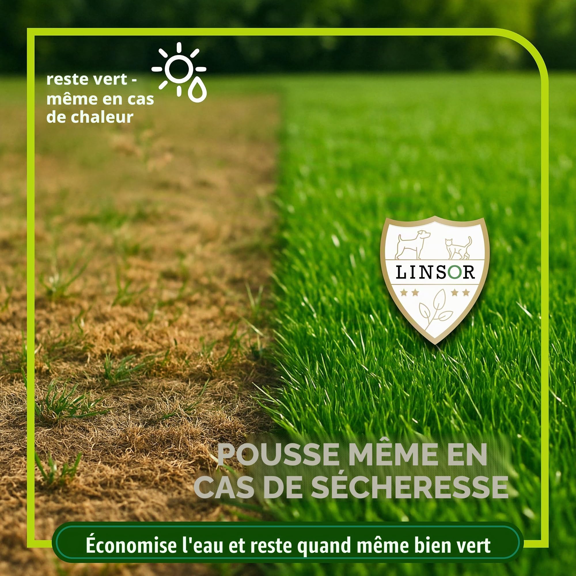 Gazon magique, 10 kg pour 500 m², graines de gazon à germination rapide, mélange de graines de qualité supérieure